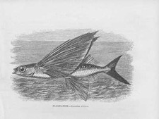 Pesce Volante Exocoetus