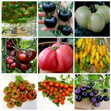 450 semi di pomodoro mix -  in