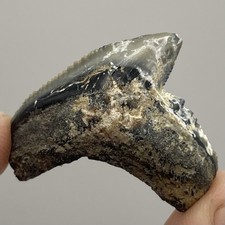 Dente di squalo tigre fossile