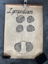 Poster botanico vintage anni