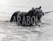 Foto vintage Usa, Bob Holter con la sua tigre in mare, stampa 24x18 cm