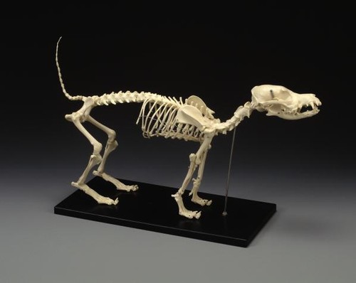 Modello scheletro cane - modello, di