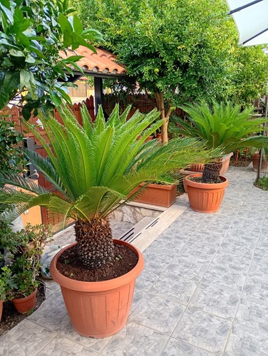 Cycas revoluta