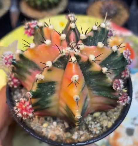 Gymnocalycium mihanovichi