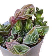 pianta vera di Tradescantia