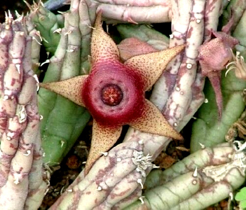 Talea senza radici - 1, huernia