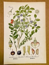 1886 QUADRI ANTICHI LITOGRAFIA