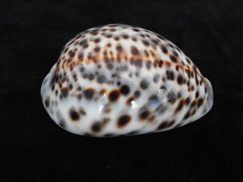 Sea shell cypraea - shell,