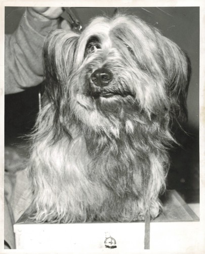 1961 skye terrier proprietario - 1961,