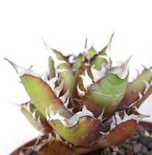 Agave titanota cv. 'Red