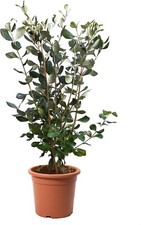 Feijoa Acca Sellowiana -