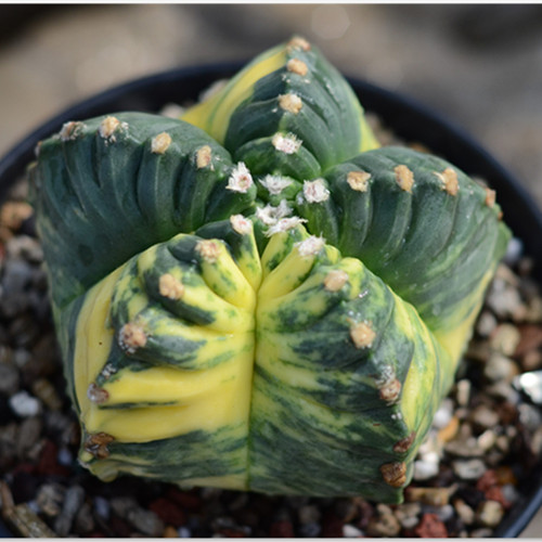 Piante succulente cactus - succulente,