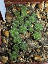 1pcs aztekium valdezii gcg - 1pcs,