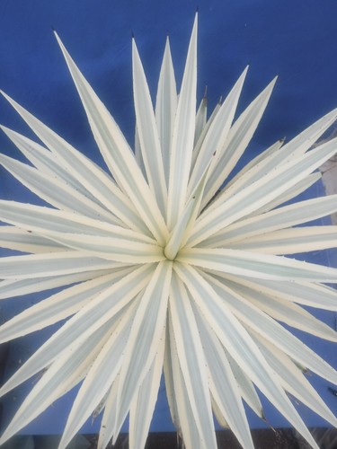 Agave angustifolia variegated - angustifolia,
