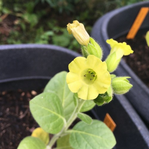 Tabacco mapacho nicotiana - tabacco,