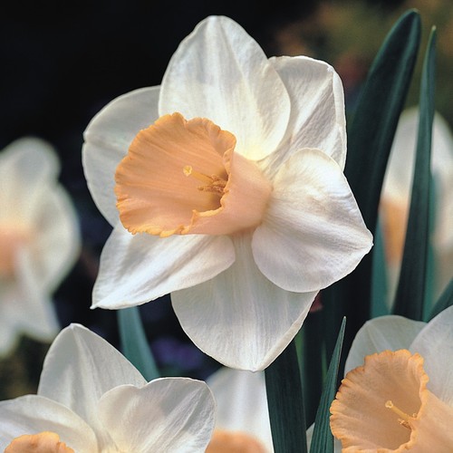 Narcisi bulbi fiori cipolle - narcisi,