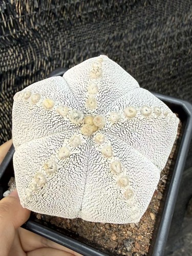 Rara pianta succulenta