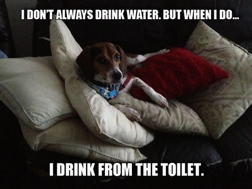 Funny beagle magnete - funny,
