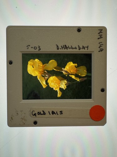 Slide photo gold iris - gold, flower