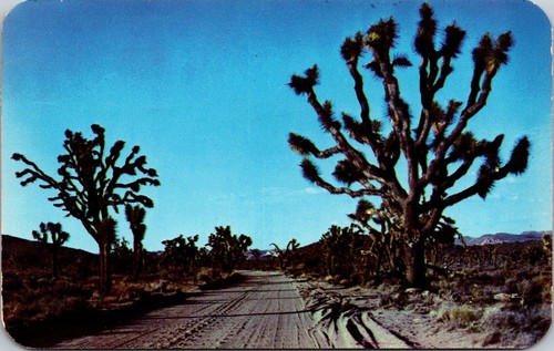 Postcard joshua tree yucca - postcard, (yucca