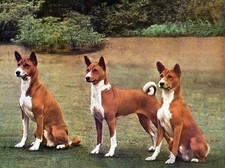 BASENJI CHARMING DOG GREETINGS
