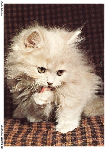 Ashp5 0290 gatto - -,