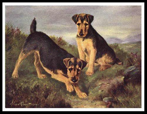 Welsh terrier dog poster - dog,