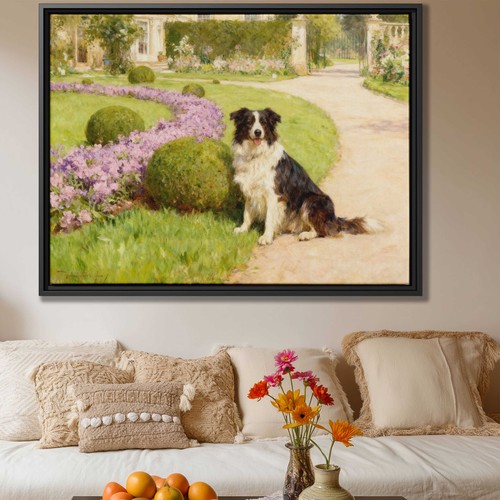 Quadro cane border - , collie