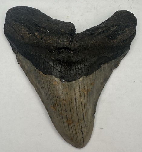 Pollici grande dente di - pollici,