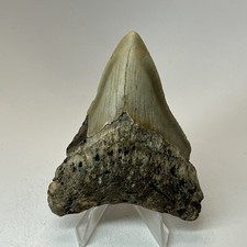 Dente di squalo megalodonte 3,50 pollici - naturale - fossile Carolina - autentico 19954