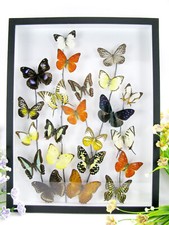 Vere bellissime farfalle