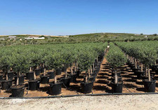 Ulivo olivo "Olea europea"