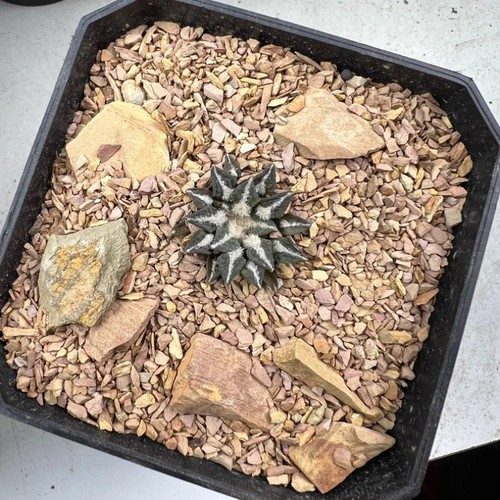 Pianta cactus succulenta - cactus,
