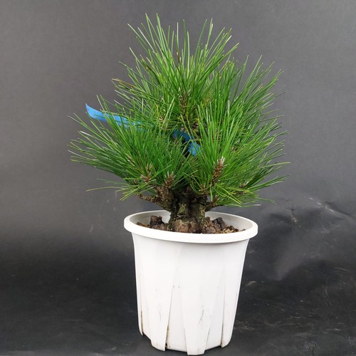 Bonsai pino nero - di, pinus