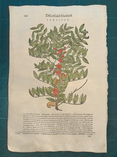 Mattioli matthioli erbario - erbario, a