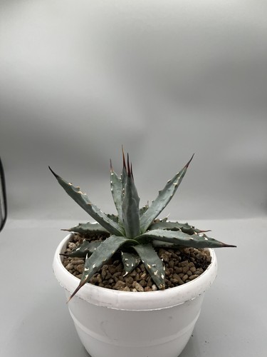 Agave utahensis vaso 16 cm - agave,