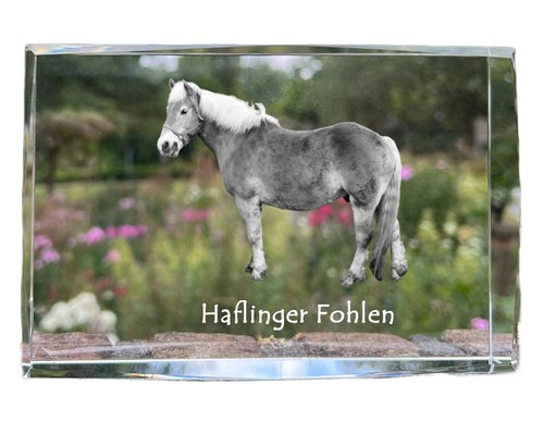Haflinger fohlen cristallo con - fohlen,