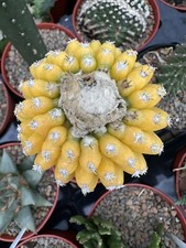 Discocactus horstii variegated
