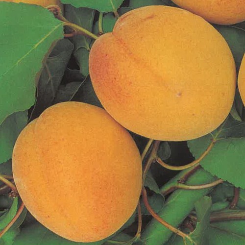 Pianta frutto albicocca - pianta,