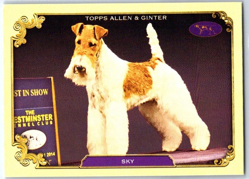 2024 allen ginter sos - allen, &
