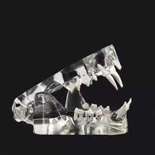 Denti gatto modello dente - denti,