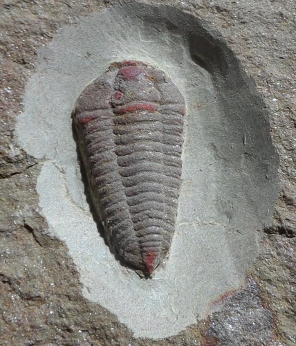 Trilobite ordovicien maroc - ordovicien, du