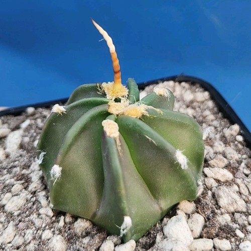 Astrophytum buffalo syn - astrophytum,