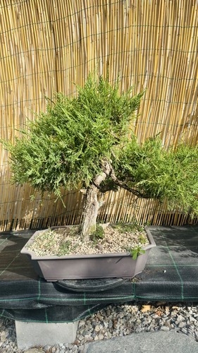 Pre bonsai ginepro - di,