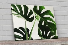 Quadro Stampa su tela fine art Piante tropicali Monstera arredamento casa
