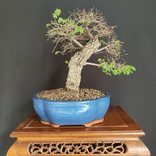 BONSAI  DI OLMO CAMPESTRE