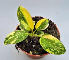 Bellissimo Philodendron Green