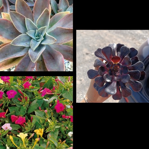 300 semillas echeveria - 300,