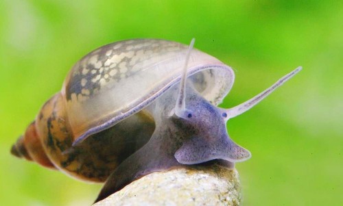 Offertissima planorbarius - 30, +