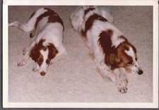 FOTOGRAFIA D'EPOCA 1940-70